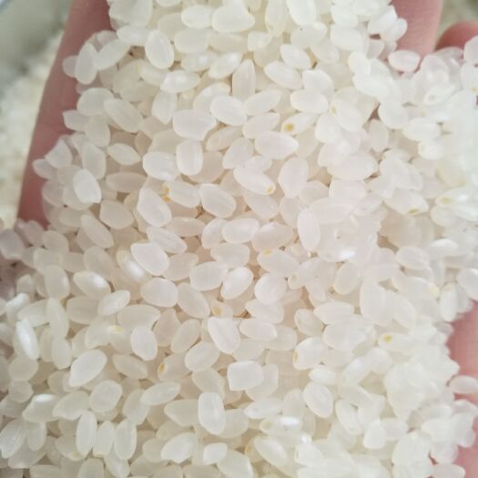 甘南县东北大米 一等品 一季稻 粳米