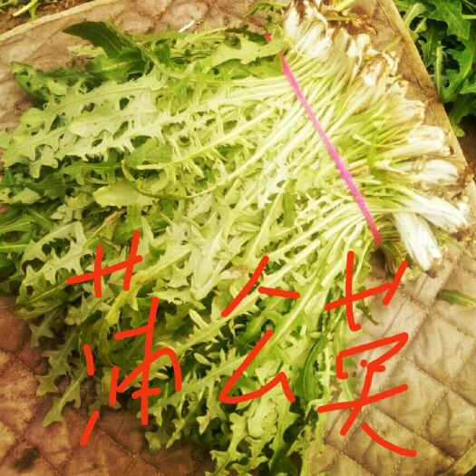 饶阳县花草茶  河北野菜、蒲公英新鲜现挖自然生长无污染无公害