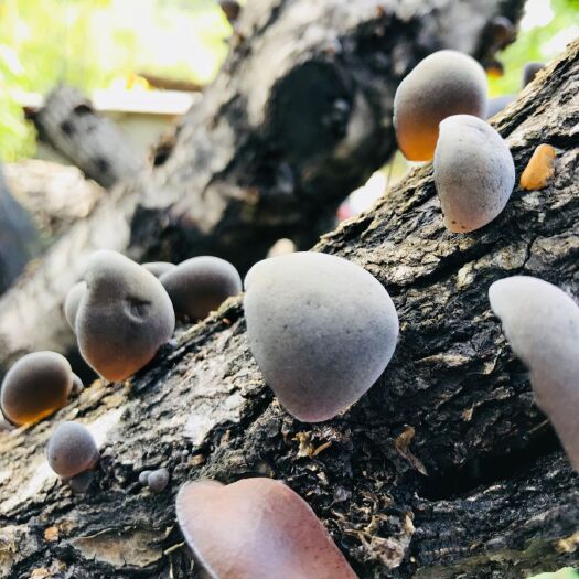 长白县东北黑木耳 干木耳 一级 