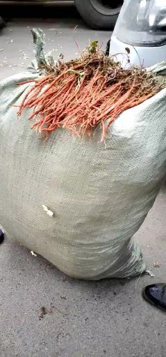 亳州丹参种苗