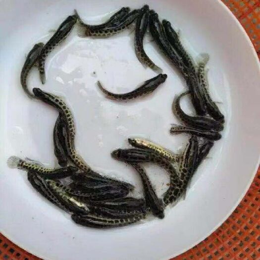 生鱼苗 