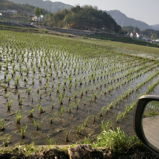 岳西县茭白种苗  优质双季单季茭白种苗
