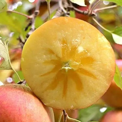 盐源县冰糖心苹果苗 1~1.5米 