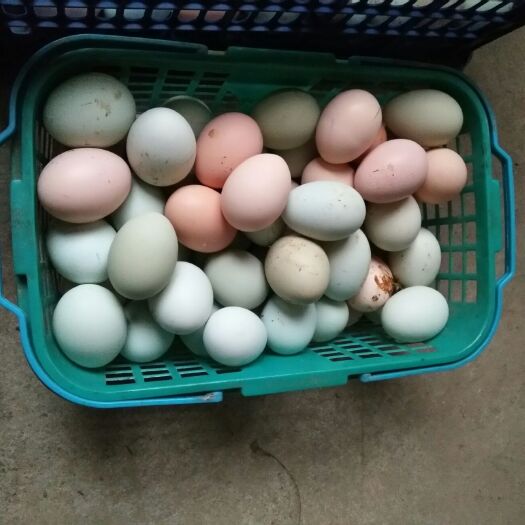 洞口县乌鸡蛋 食用 箱装