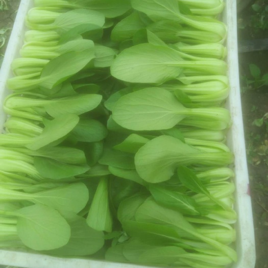 南通小青菜 25~30cm