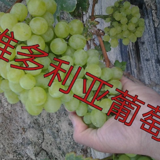 平邑县维多利亚葡萄苗 