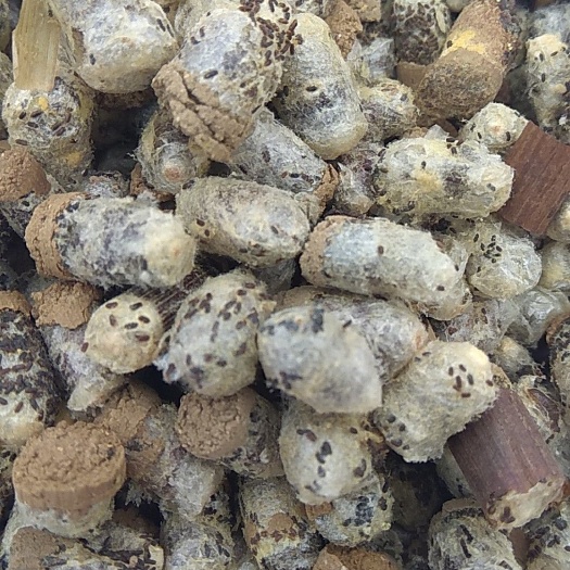 胶东果树大棚蔬菜授粉壁蜂，人工挑选无杂蜂，个大数够