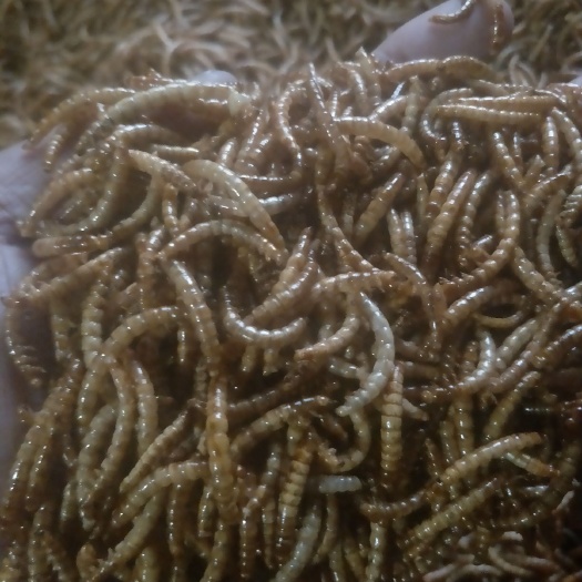 洛阳出口级黄粉虫，面包虫 ，干品