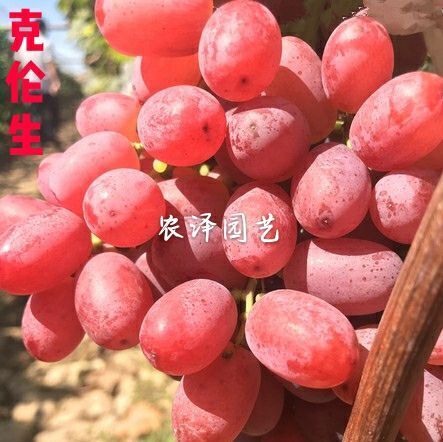 平度市克伦生葡萄苗  晚熟早熟葡萄苗大棚葡萄苗批发基地保证纯度和成