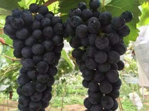 灵山县夏黑葡萄苗
