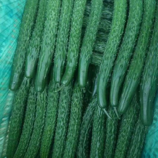 沂南县密刺黄瓜 15~25cm 