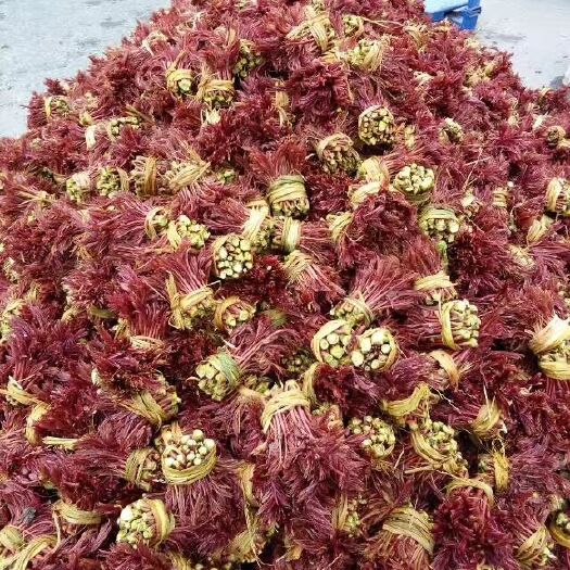 大竹县红油香椿  红香椿芽 6~9cm