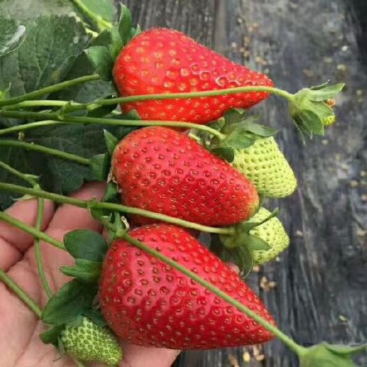 保定妙香草莓苗 10~20公分 地栽苗 