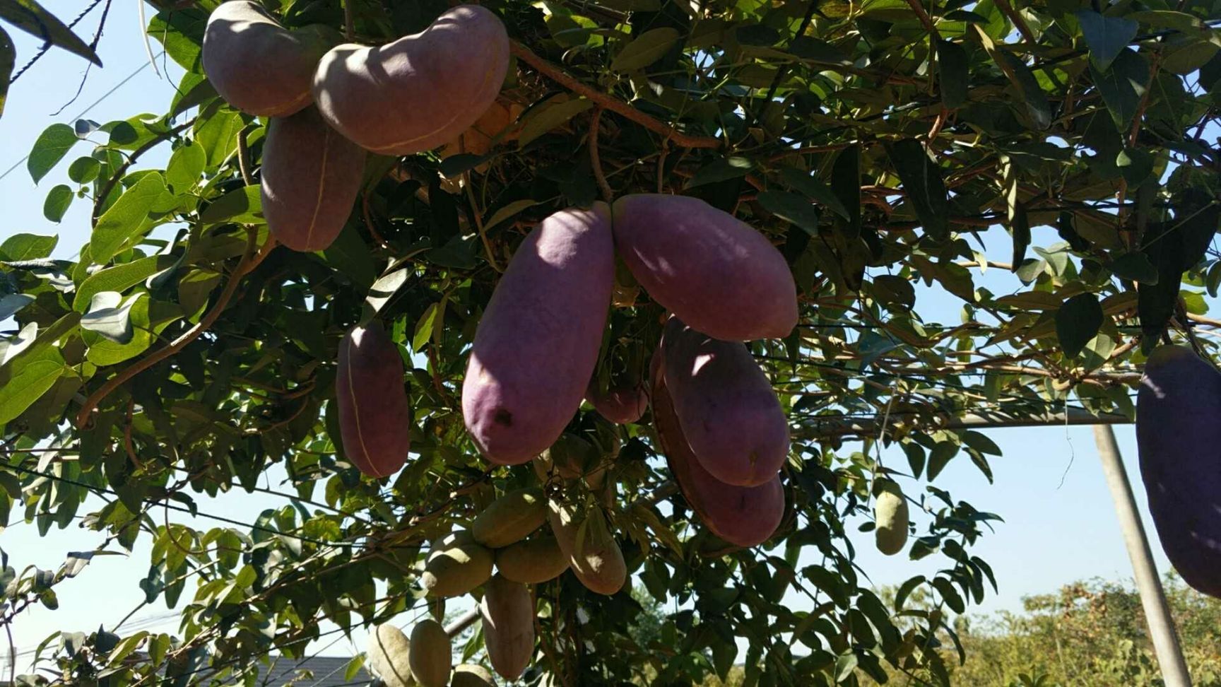 八月瓜苗  紫宝二号两年苗【假一赔十】提供全程种植技术指导