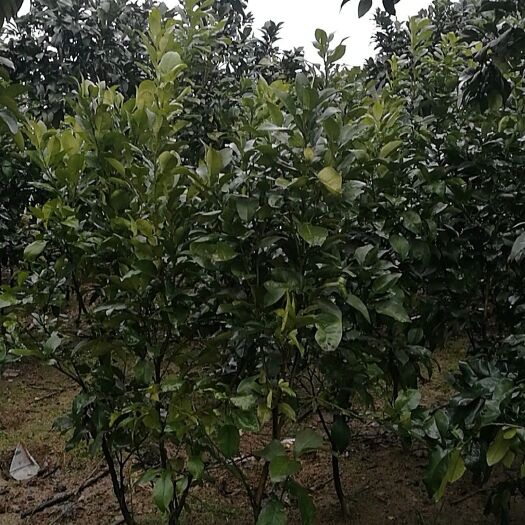 上饶马家柚苗 