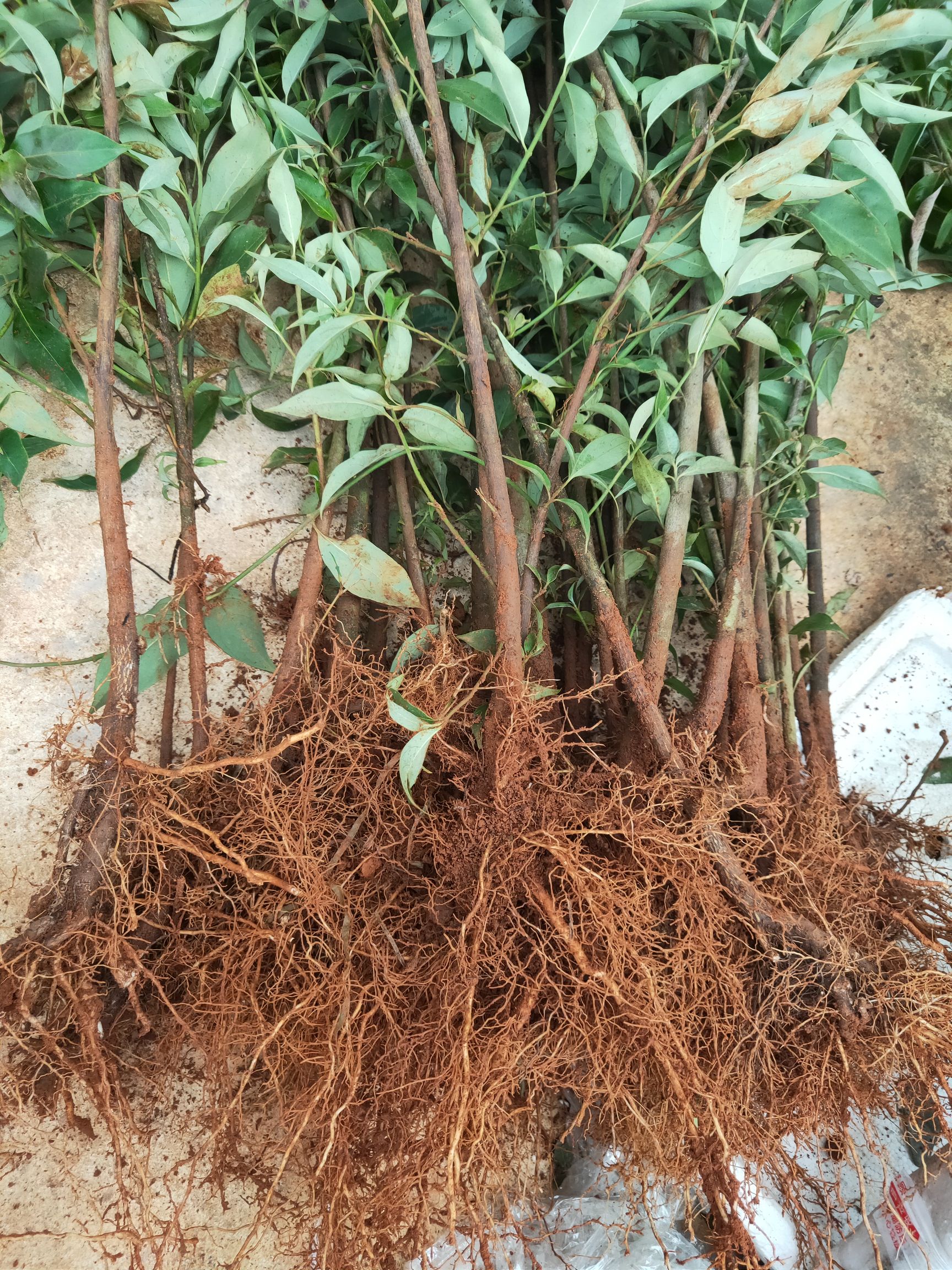 四照花果苗 香港四照花，野荔枝，石枣苗，成活率高
