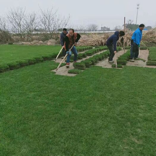 石家庄早熟禾草坪 