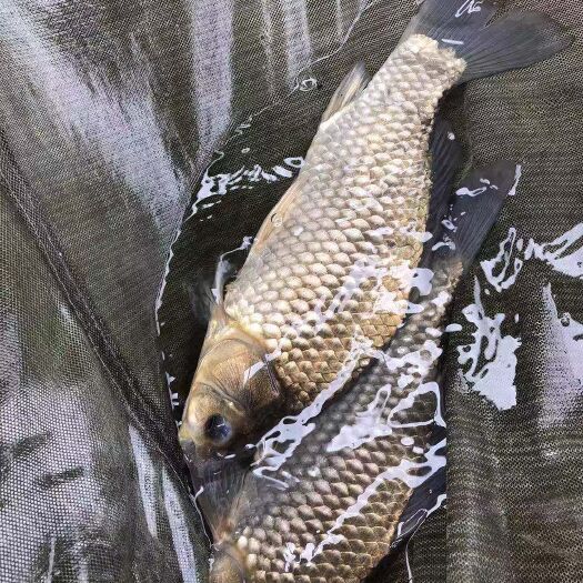 梧州鲫鱼苗