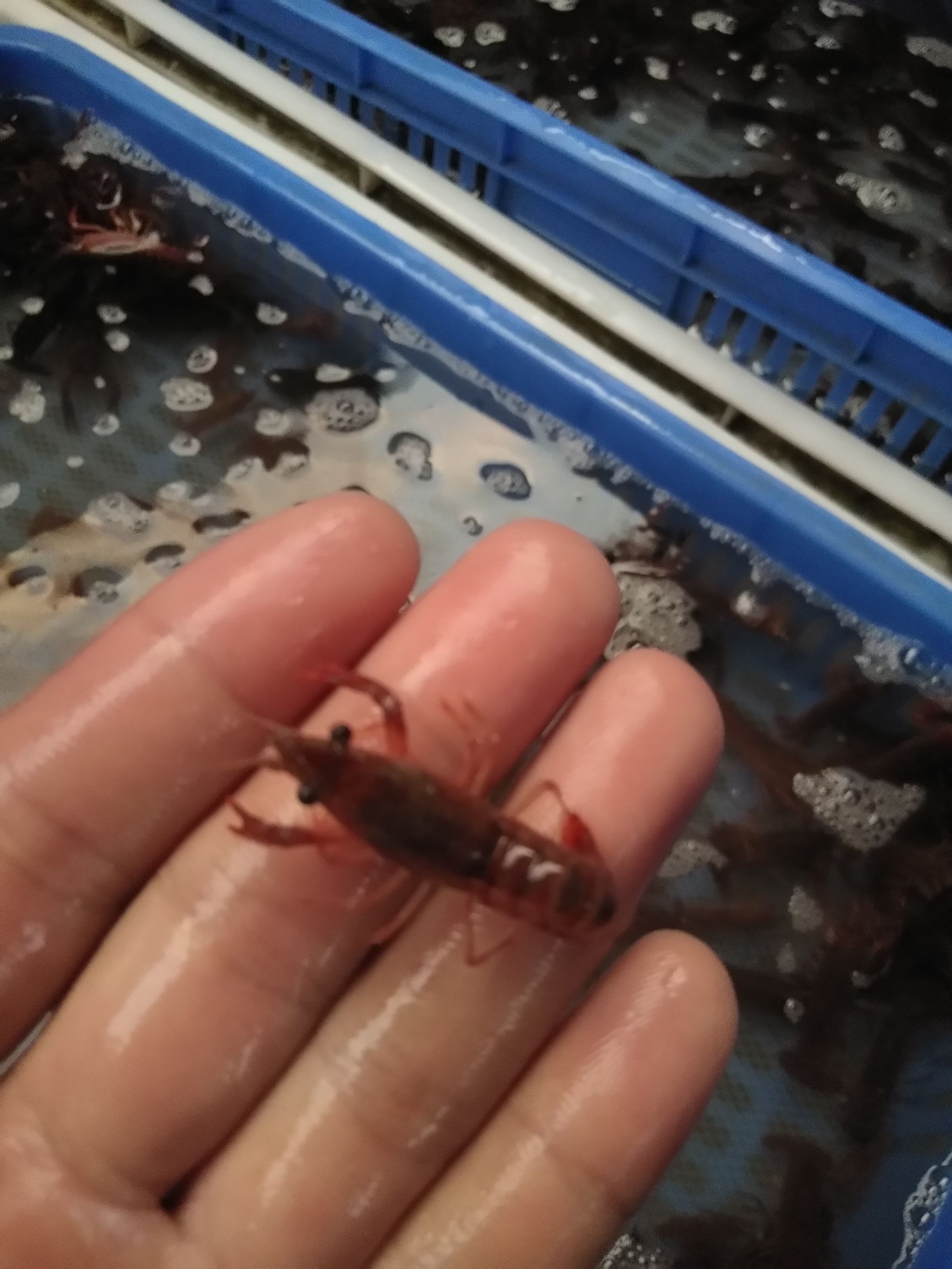 中国龙虾  青虾苗