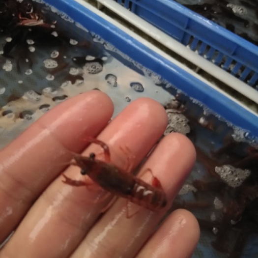 桂林中国龙虾  青虾苗