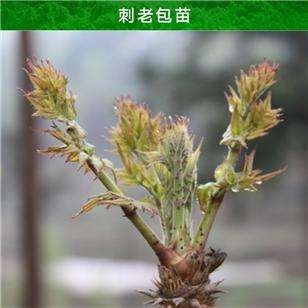 长顺县刺老芽 散装 露天 鲜货 