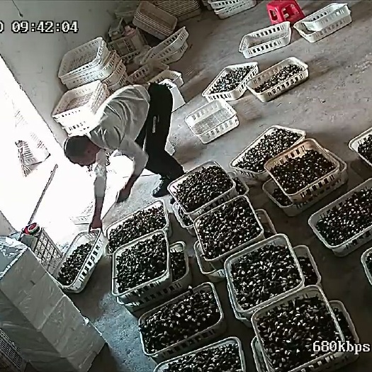 南靖县鸡枞菌 鲜货 人工种植 黑皮鸡枞 5cm~7cm 