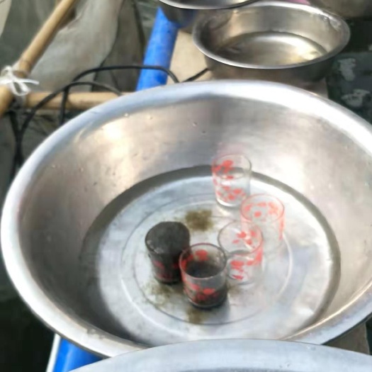 眉山框镜鱼苗 
