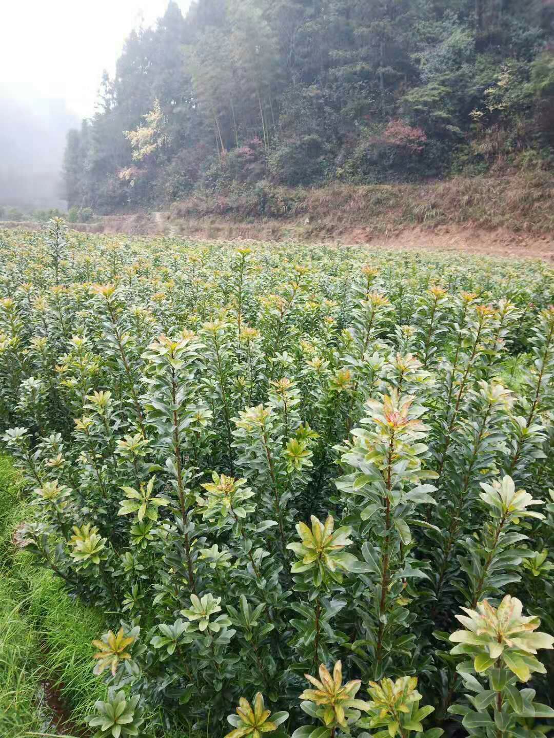 大黑炭杨梅树苗