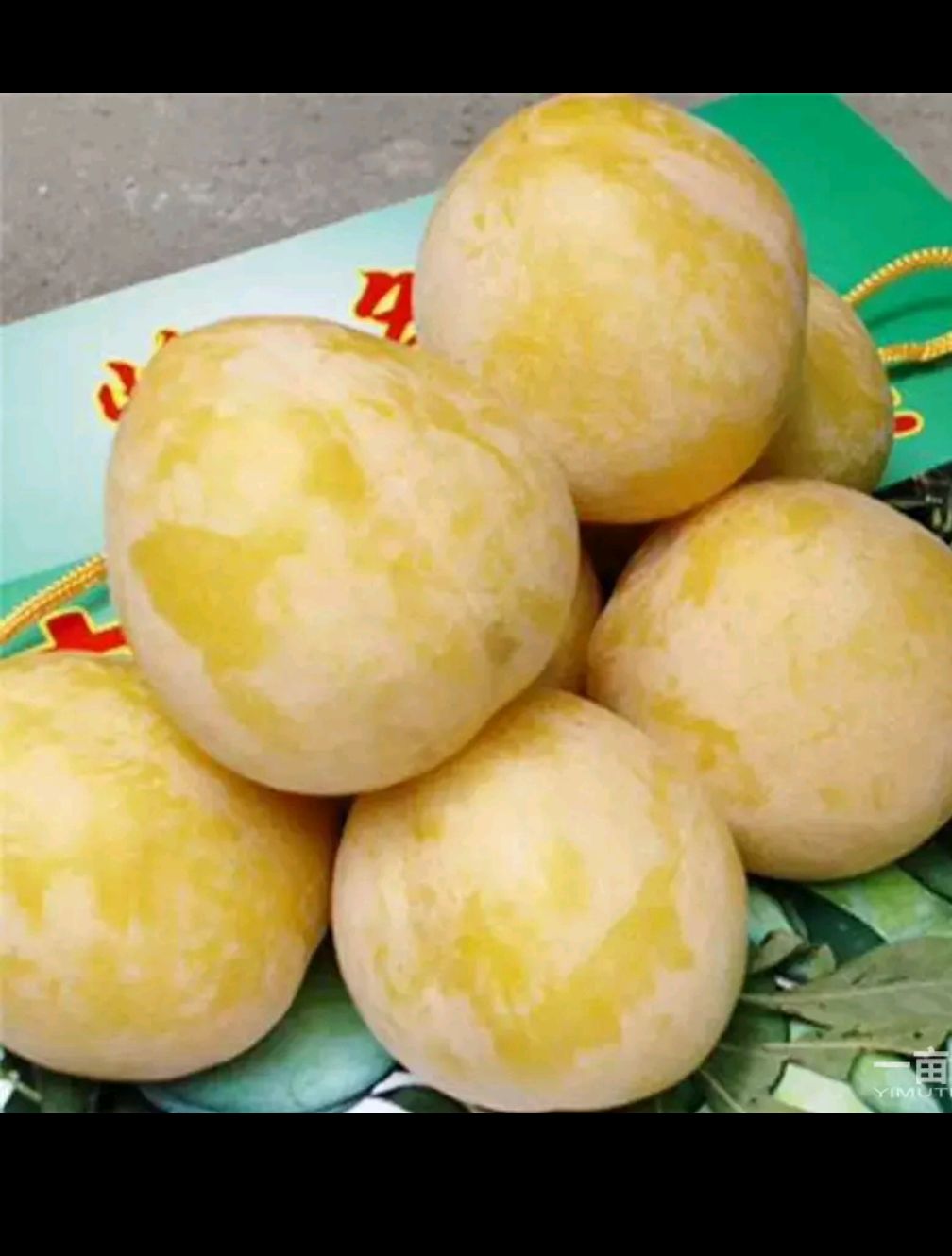 黄金奈李苗 自家果园育苗，保湿发货，假一赔百