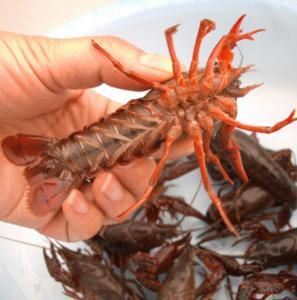沭阳县河虾