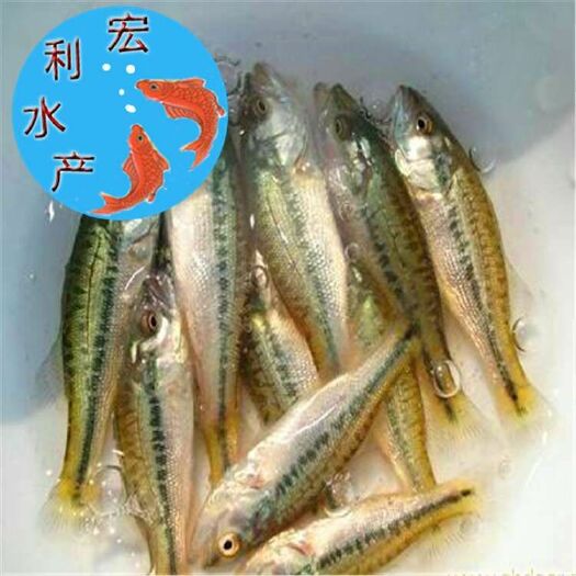 广州加州鲈鱼 人工养殖 0.5公斤以下 