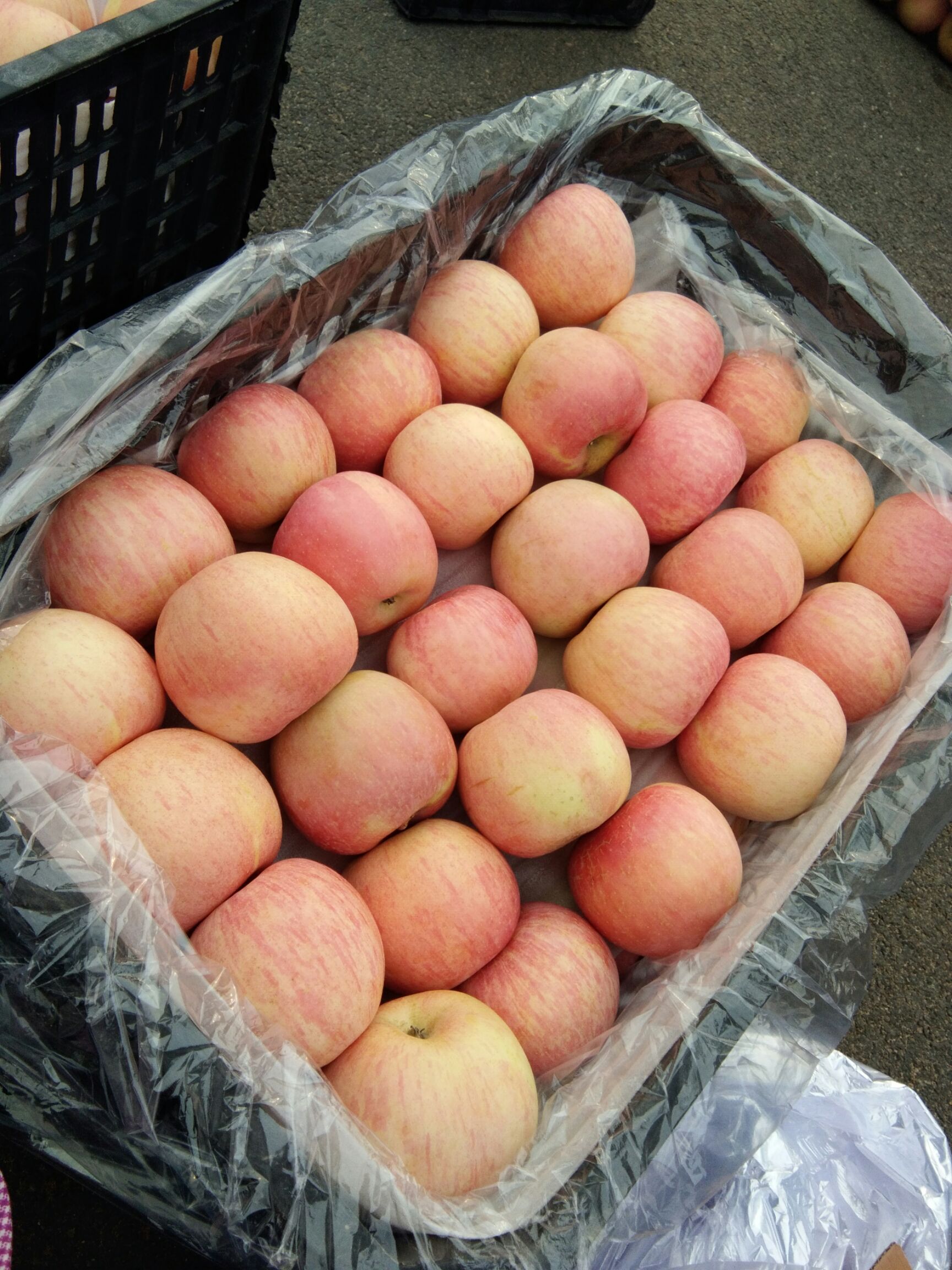 沂源红苹果 75mm以上 条红 纸袋 