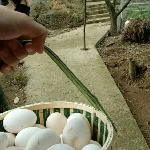 上杭县贵妃鸡蛋 食用 箱装 