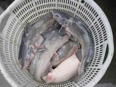 剑阁县叉尾鮰鱼 