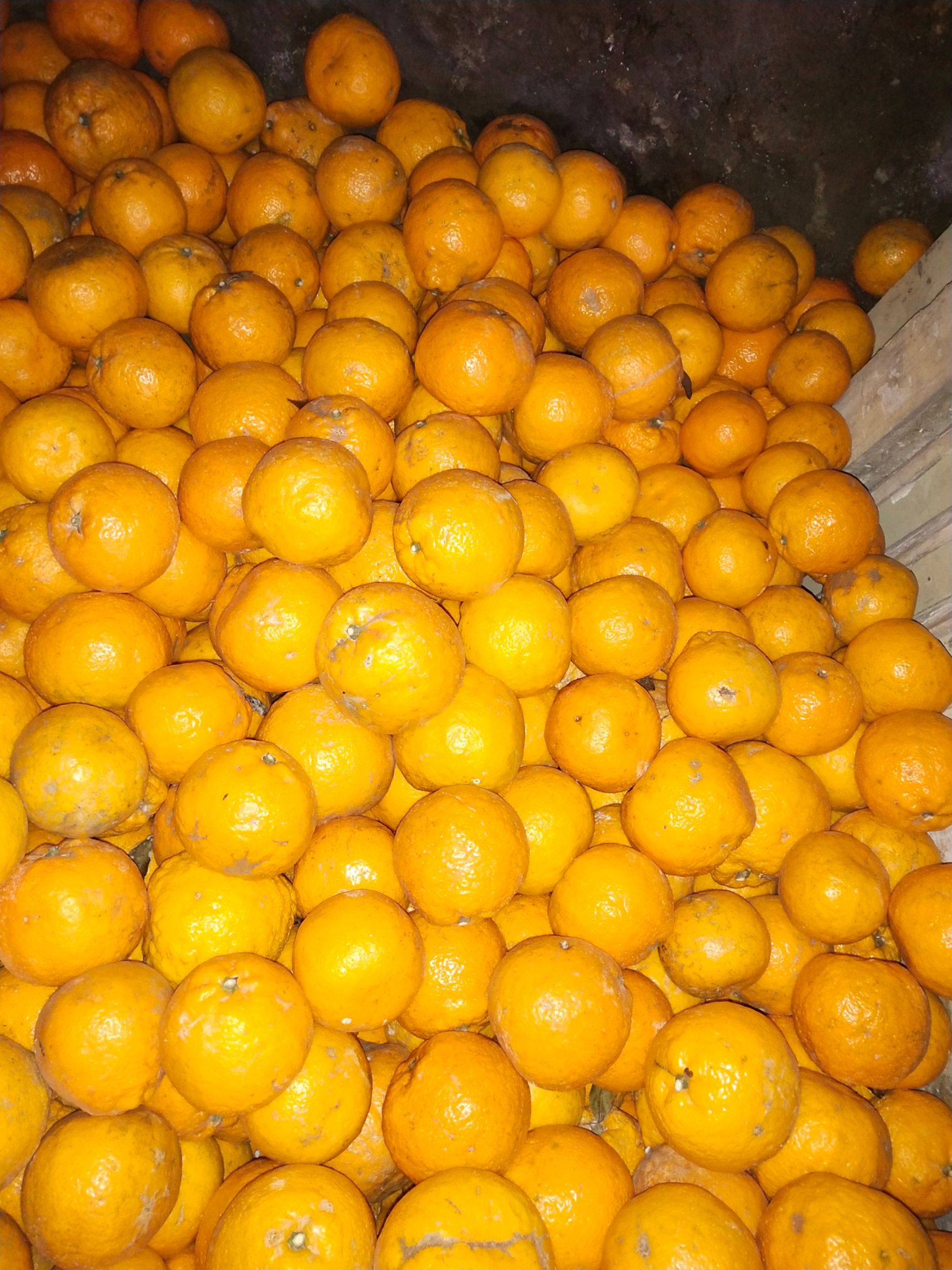 瓯柑 统货 2 - 3两 