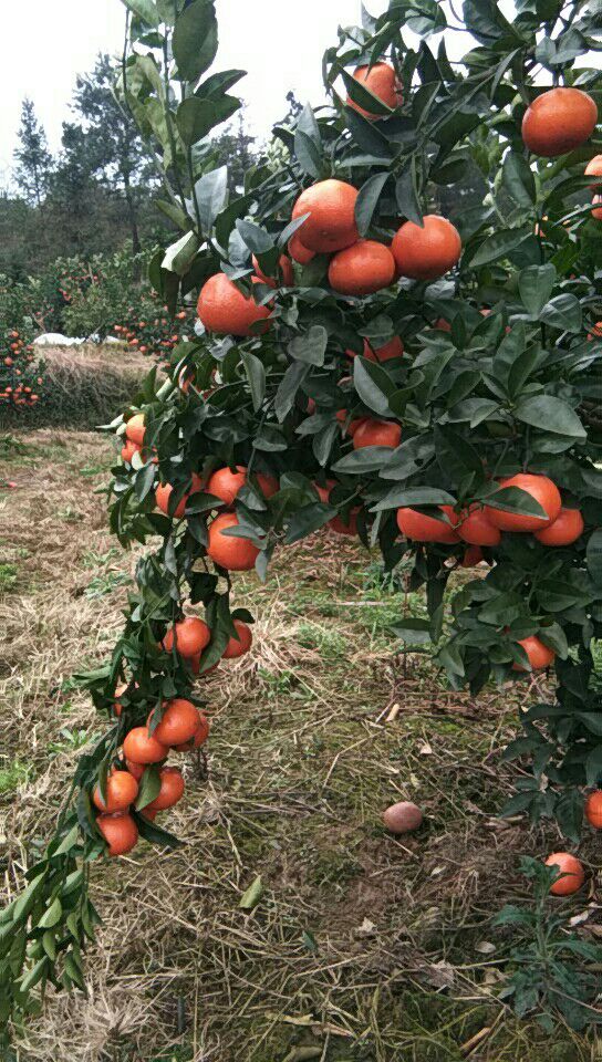 w默科特 统货 2 - 3两 