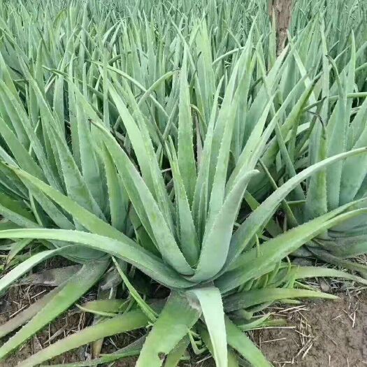 许昌库拉索芦荟 20cm以上 