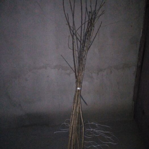 滦南县沙米豆 