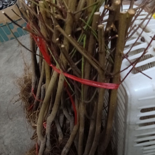 天峨县齐鲁巨红桃树苗 1~1.5米 