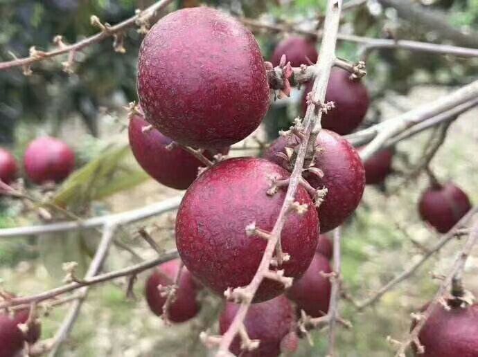 灵山县红壳龙眼苗   红皮龙眼苗