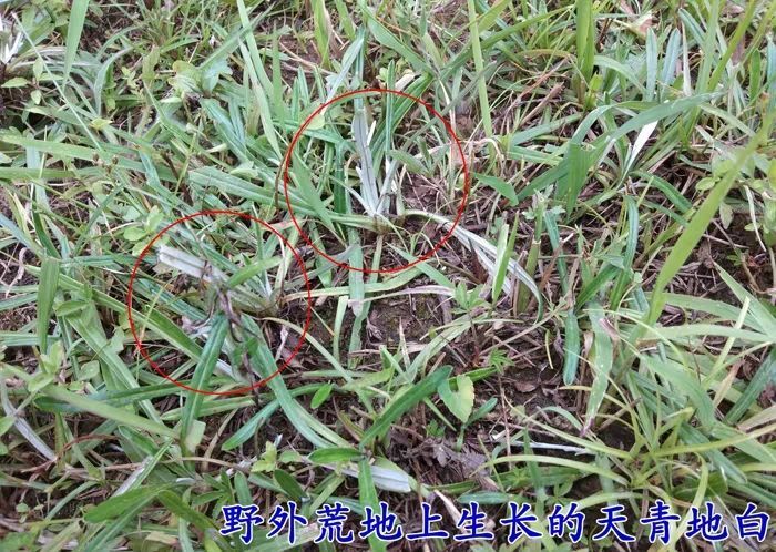 寻乌县天青地白 