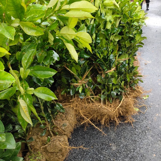 上饶马家柚苗 