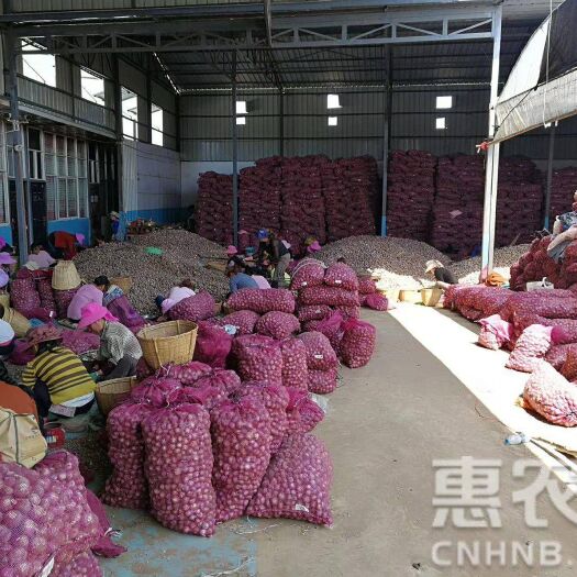 洱源县紫皮大蒜 混级统货 独头 