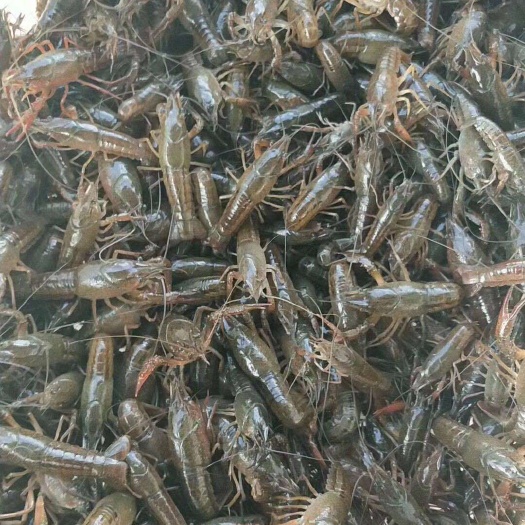 鄱阳县龙虾苗 