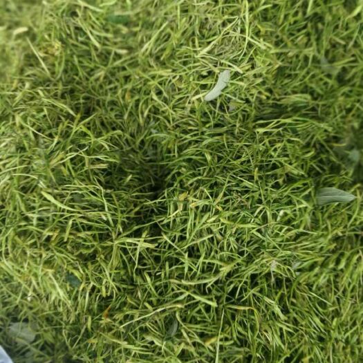 隆回县山银花  湖南金银花【大货供应】
