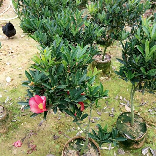 灵山县湘林210茶树苗  油茶苗