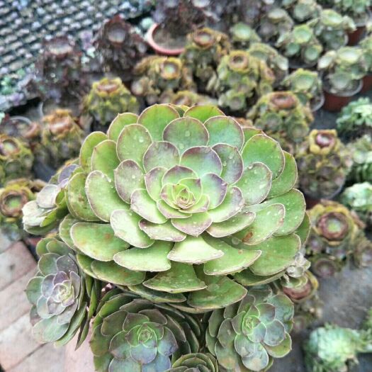 青州市多肉植物 