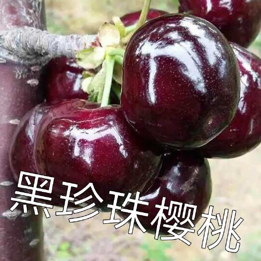 平邑县黑珍珠苗 