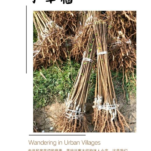 重庆市青脆李苗