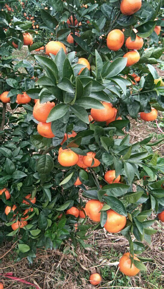 w默科特 统货 2 - 3两 